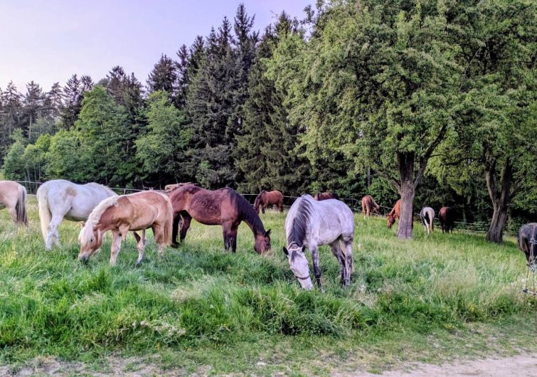 fruehling_2602